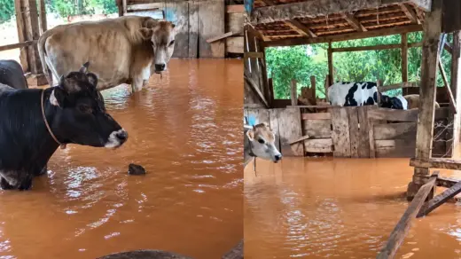 Fortes chuvas alagam propriedades rurais e deixam vacas e bezerros cercados pela água no Paraná - Studio TV