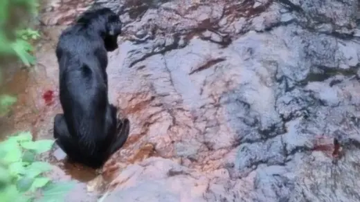 Homem é preso após agredir cachorro com pauladas e jogá-lo em córrego em Nova Petrópolis - Studio TV