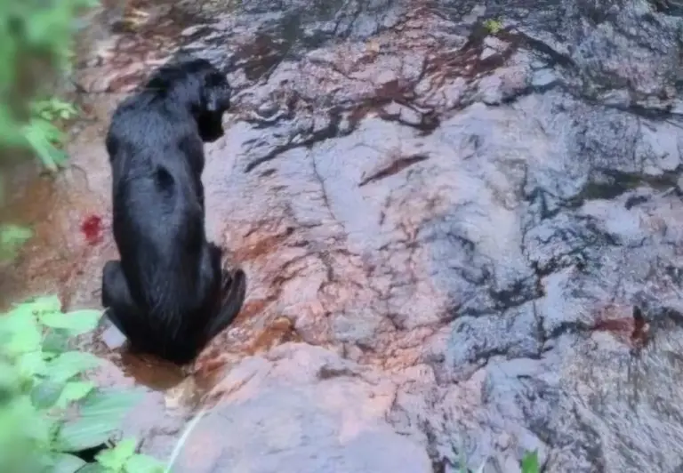 Homem é preso após agredir cachorro com pauladas e jogá-lo em córrego em Nova Petrópolis - Studio TV
