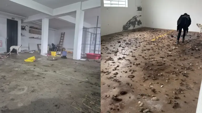 Homem é preso por maus-tratos e dois cães são resgatados em Caxias do Sul - Studio TV