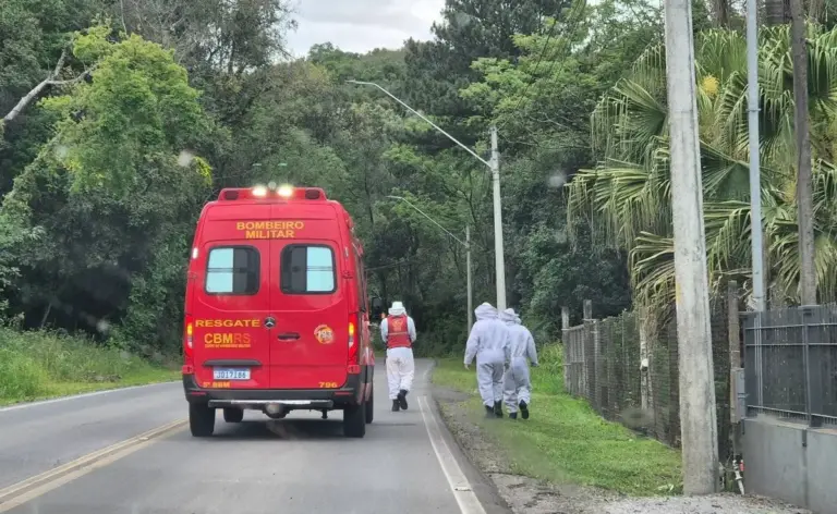 Homem é socorrido após ataque de abelhas no interior de Bento Gonçalves - Studio TV