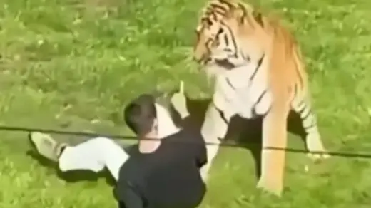 Homem morre após entrar em recinto de tigres em parque - Studio TV