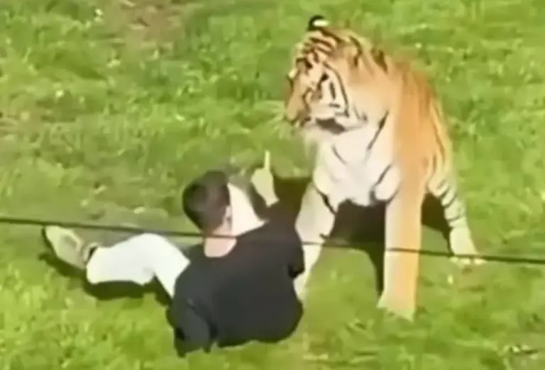 Homem morre após entrar em recinto de tigres em parque - Studio TV