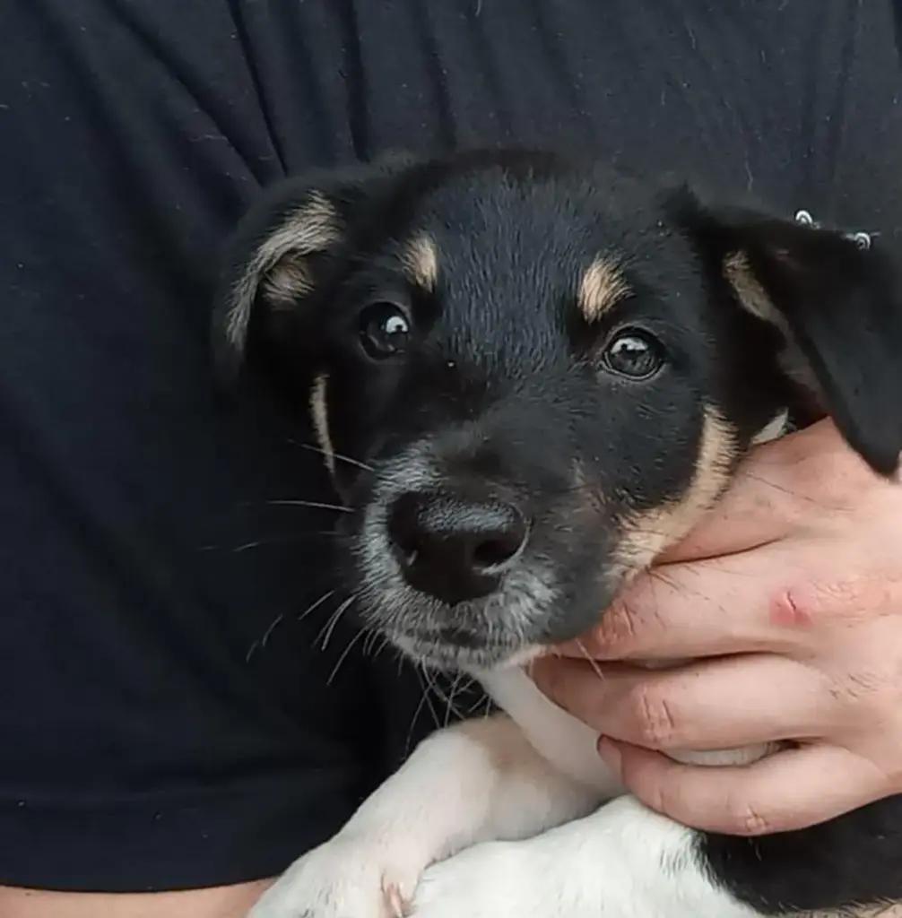 Idoso de 80 anos é preso após abandonar filhote de cachorro dentro de saco de lixo no RS - Studio TV