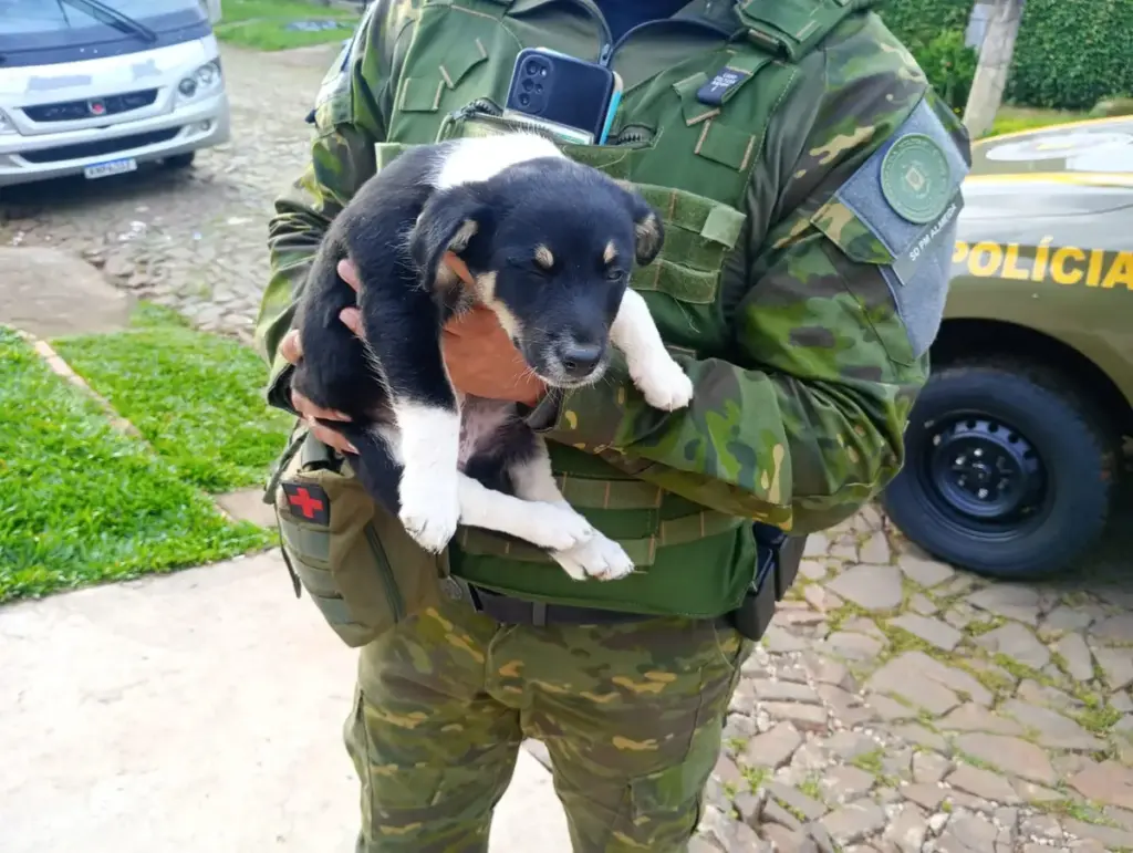 Idoso de 80 anos é preso após abandonar filhote de cachorro dentro de saco de lixo no RS - Studio TV