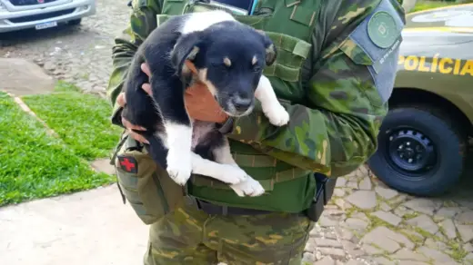 Idoso de 80 anos é preso após abandonar filhote de cachorro dentro de saco de lixo no RS - Studio TV