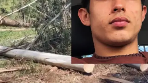 Jovem de 18 anos morre após ser atingido por queda de árvore no interior de Santa Catarina - Studio TV