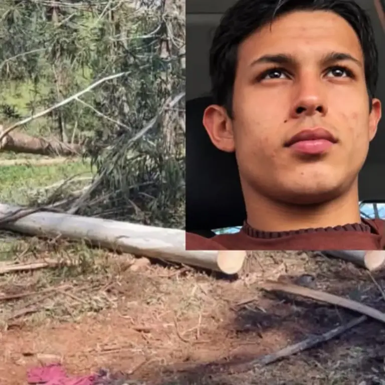 Jovem de 18 anos morre após ser atingido por queda de árvore no interior de Santa Catarina - Studio TV