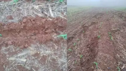 Mais de 50 javalis invadem lavoura e destroem plantação de milho no RS - Studio TV