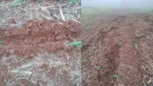 Mais de 50 javalis invadem lavoura e destroem plantação de milho no RS - Studio TV