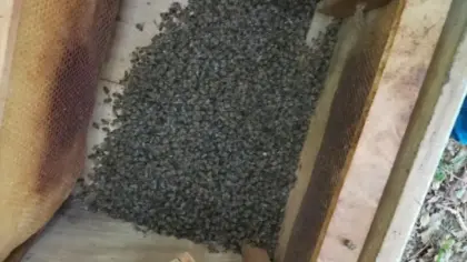 Morte de abelhas atinge 30 colmeias em Constantina e causa é investigada - Studio TV
