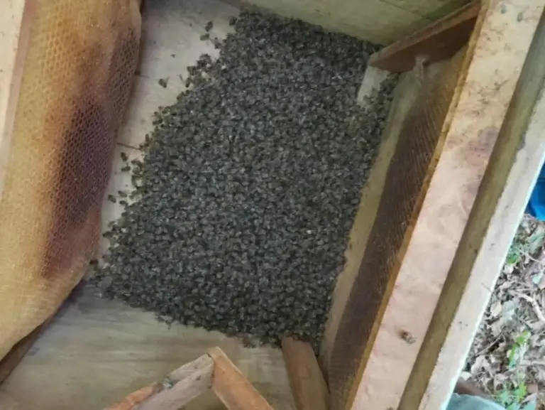Morte de abelhas atinge 30 colmeias em Constantina e causa é investigada - Studio TV
