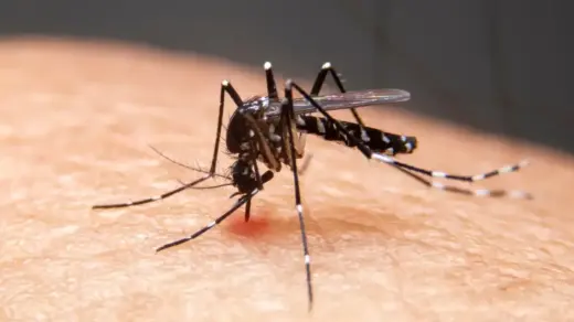 Mudanças climáticas ampliam avanço da dengue e outras doenças infecciosas no Brasil - Studio TV