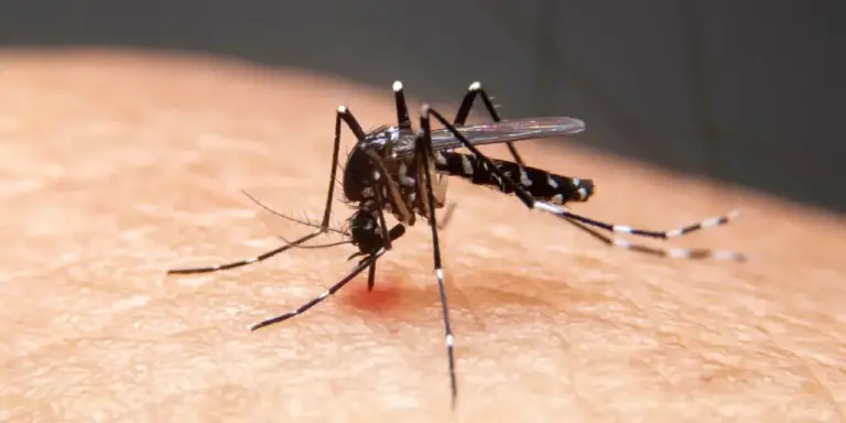 Mudanças climáticas ampliam avanço da dengue e outras doenças infecciosas no Brasil - Studio TV