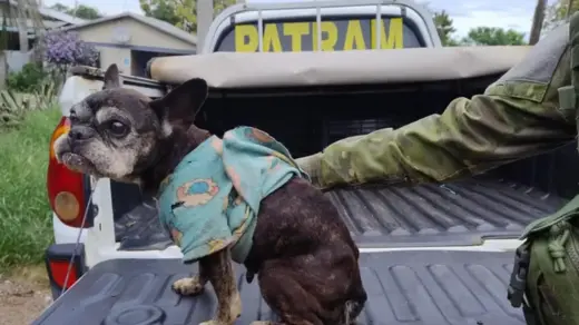 Mulher é presa após 20 cães e uma gata serem encontrados em situação de maus-tratos no Norte do RS - Studio TV