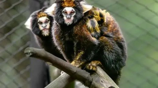 Nascimento de dois saguis ameaçados de extinção é celebrado no Zoológico de Sapucaia do Sul - Studio TV