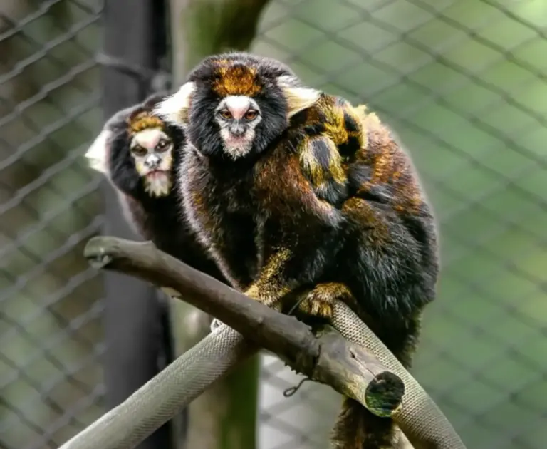 Nascimento de dois saguis ameaçados de extinção é celebrado no Zoológico de Sapucaia do Sul - Studio TV