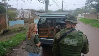 Operação ambiental apreende 17 aves silvestres durante fiscalização em Alvorada - Studio TV
