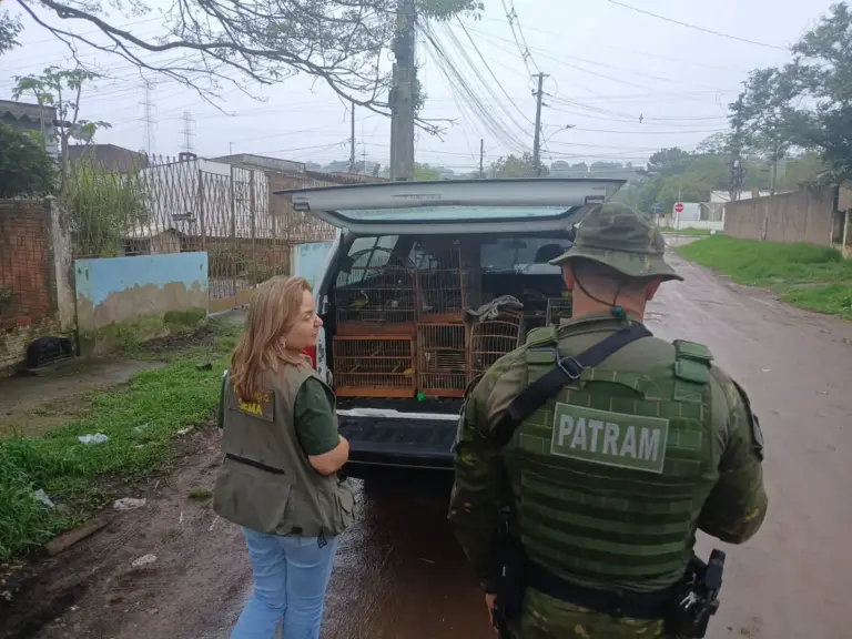 Operação ambiental apreende 17 aves silvestres durante fiscalização em Alvorada - Studio TV