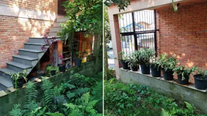 Orquídeas são furtadas e cerca é danificada no bairro São Francisco, em Bento Gonçalves - Studio TV
