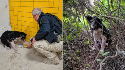 Montagem lado a lado mostra cachorro resgatado e policial oferecendo alimentação