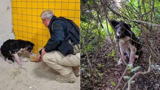 Montagem lado a lado mostra cachorro resgatado e policial oferecendo alimentação