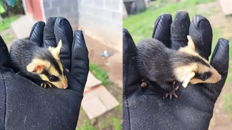 Primavera aumenta presença de gambás nas cidades e Brigada Militar alerta para cuidados com os animais - Studio TV