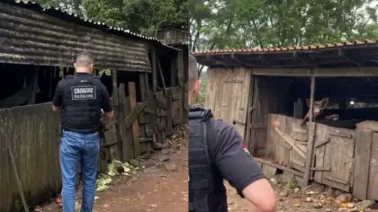 Produtor é autuado após fiscalização encontrar suínos e cães em situação de maus-tratos no Oeste de SC - Studio TV