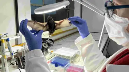 RS registra 66 amostras positivas para raiva em herbívoros e reforça alerta aos produtores - Studio TV