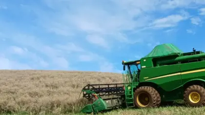 Safra de inverno do RS deve cair 25,5% e registrar menor área cultivada em cinco anos - Studio TV