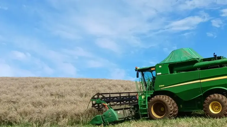 Safra de inverno do RS deve cair 25,5% e registrar menor área cultivada em cinco anos - Studio TV