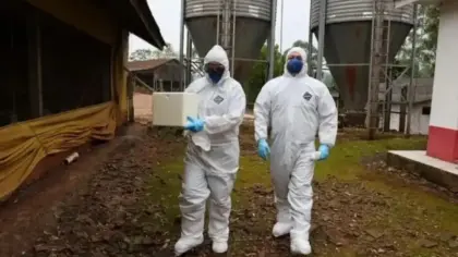 Santa Catarina registra três focos de Newcastle e enfrenta restrições às exportações - Studio TV