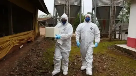 Santa Catarina registra três focos de Newcastle e enfrenta restrições às exportações - Studio TV