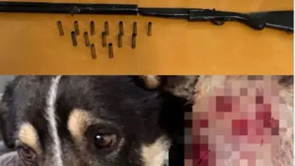 Polícia Civil conclui inquérito sobre cão baleado em Carlos Barbosa - Studio TV