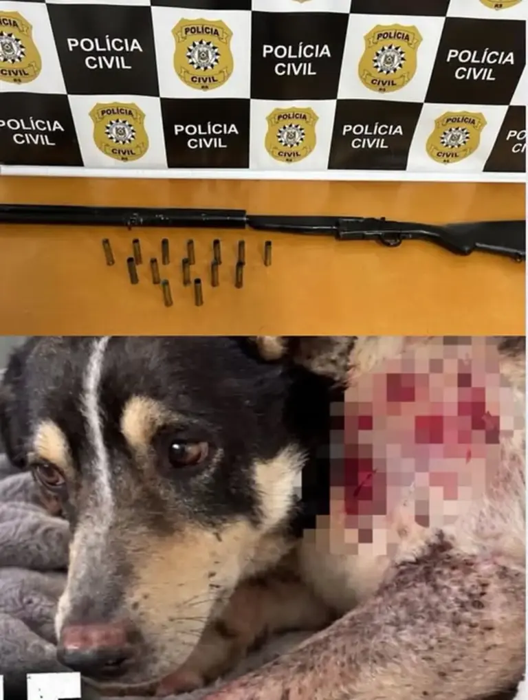 Polícia Civil conclui inquérito sobre cão baleado em Carlos Barbosa - Studio TV