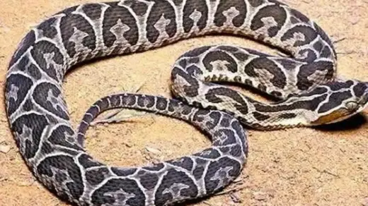 Agricultor de 61 anos morre após ser picado por cobra durante trabalho na lavoura em Santa Catarina - Studio TV