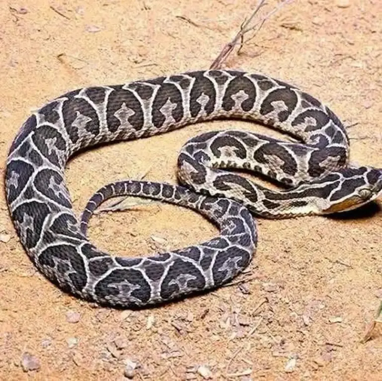 Agricultor de 61 anos morre após ser picado por cobra durante trabalho na lavoura em Santa Catarina - Studio TV