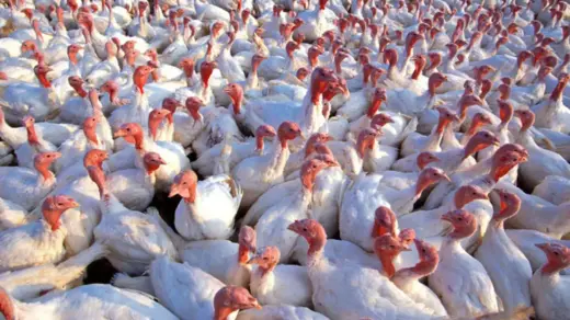 Uruguai restringe importação de aves do Brasil após foco de Newcastle em SC - Studio TV