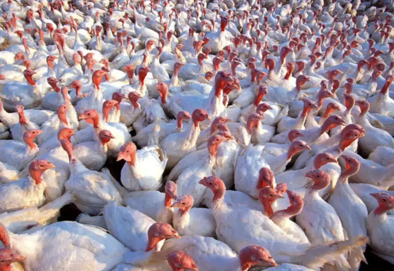 Uruguai restringe importação de aves do Brasil após foco de Newcastle em SC - Studio TV